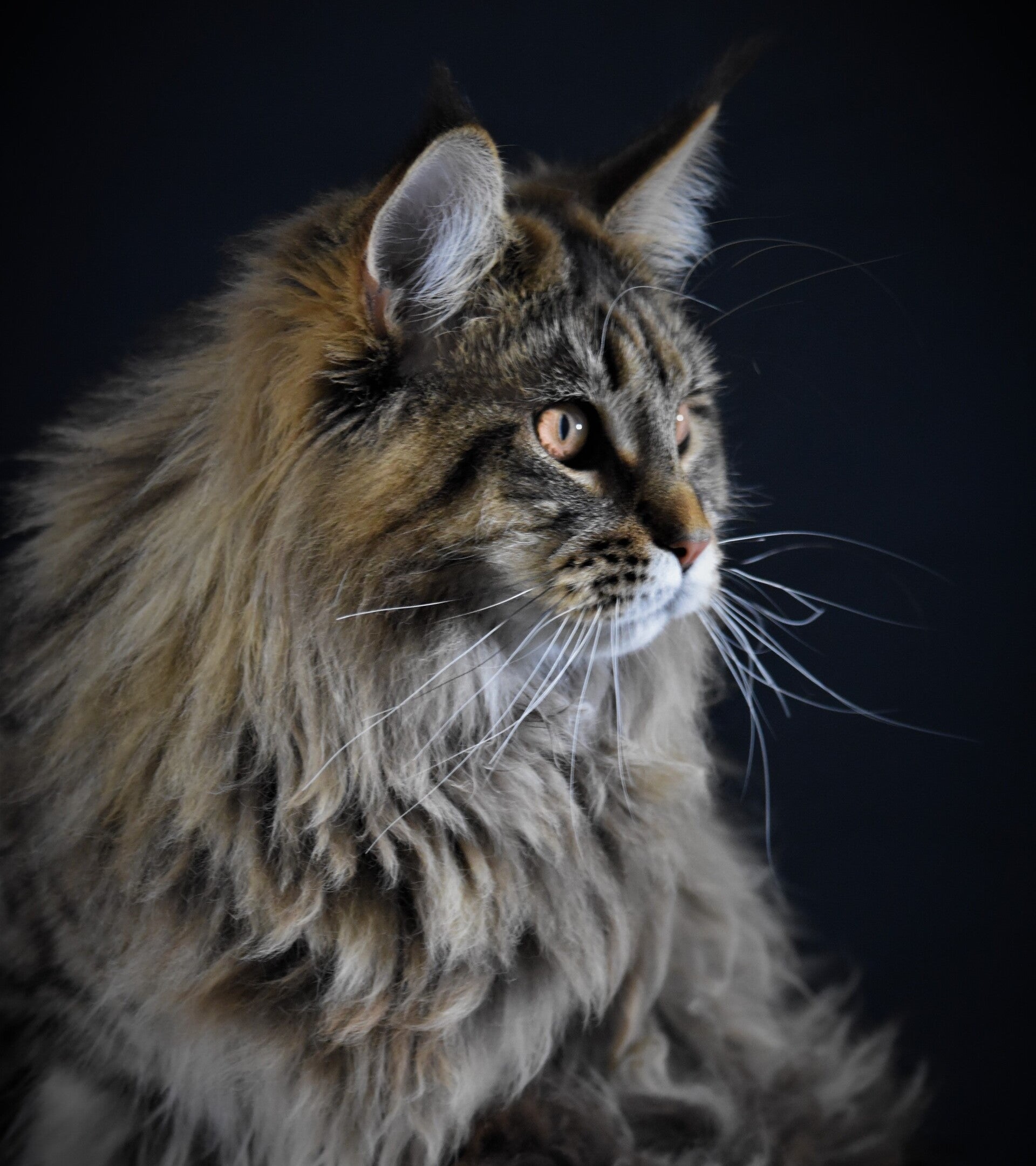Chaton Maine Coon