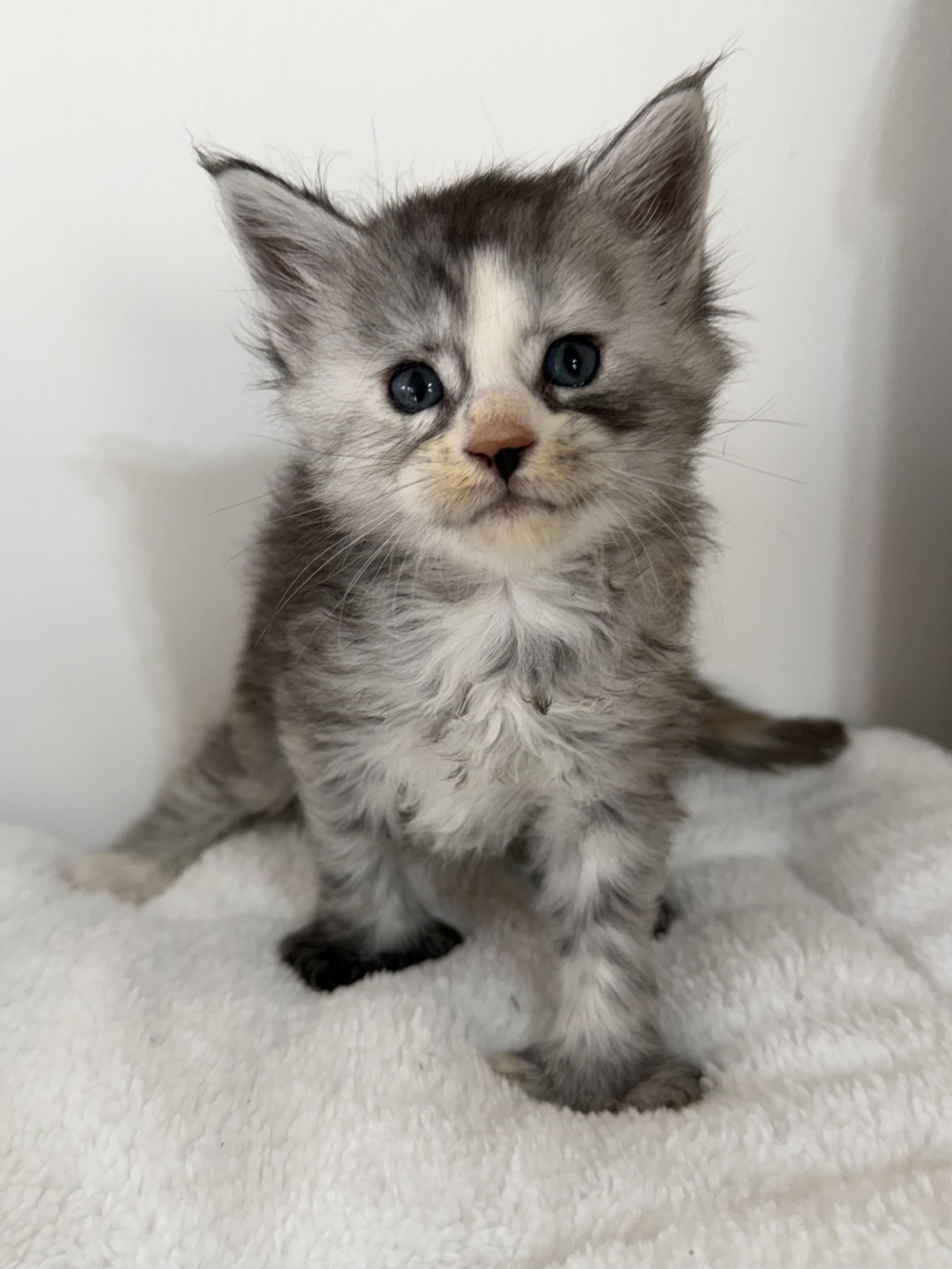 Femelle tortie polydactile