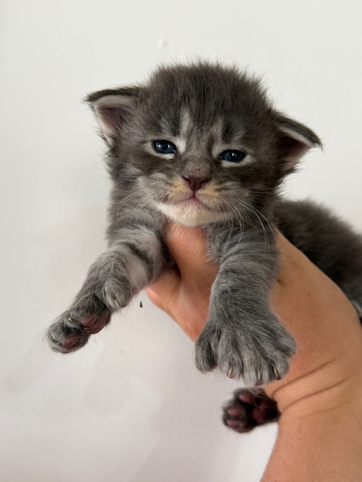 Photo de RÉSERVE Mâle bleu tabby